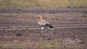 Egyptian Vulture