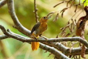 Cinnamon-rumped Foliage-gleaner