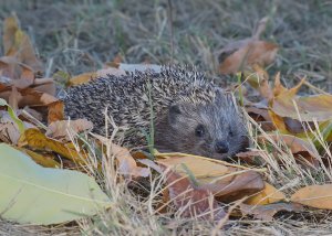 Northern White-breasted Hedgehog