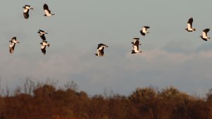 northern lapwings