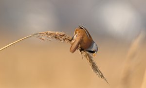 Bearded reedling