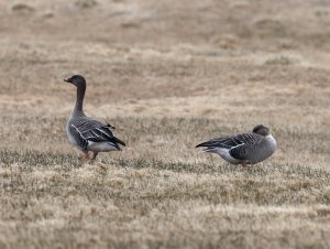 Tundra bean geese