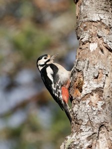 Female great spotted woodpecker