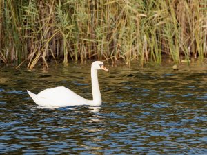 Mute swan