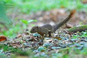 Plantain Squirrel