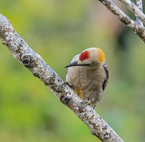 Hoffmann's Woodpecker, male