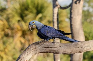 Hyacinth Macaw