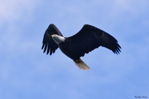 Bald eagle