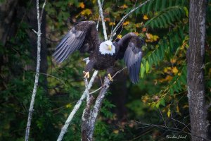 Bald eagle