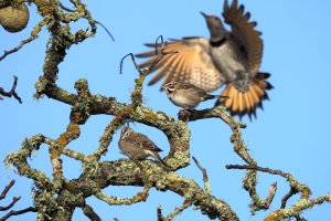 Lark Sparrows, Northern Flicker