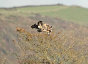 Short Eared Owls scrapping