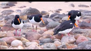 Eurasian Oystercatchers Piping Display
