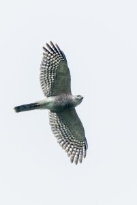 Adult female Shikra