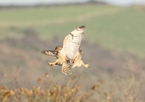 Short Eared Owls scrapping (no.2)