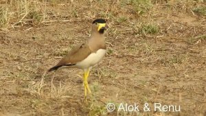 Yellow-wattled Lapwing : closeup and call : Amazing Wildlife of India by Renu Tewari and Alok Tewari