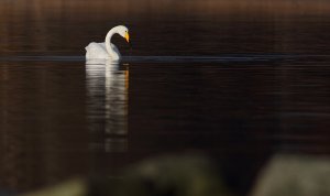 Whooper swan