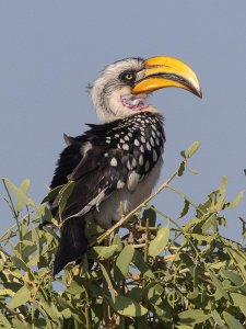 Eastern Yellow-billed Hornbill (male)