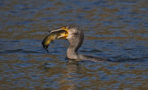 Great Cormorant