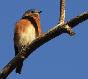 Eastern Bluebird