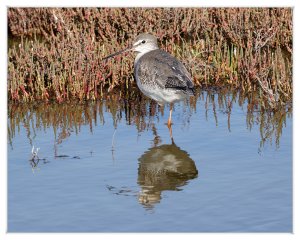 Spotted redshank