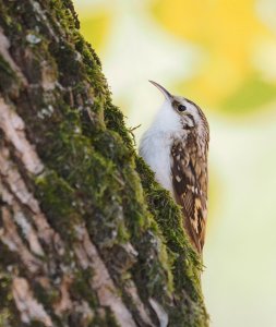 Eurasian Treecreeper