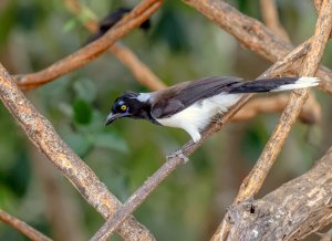 White-naped Jay