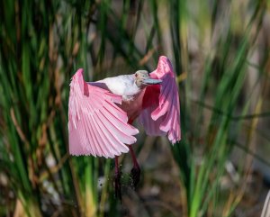 Roseate Spoonbill