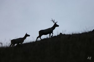 Tian Shan wapiti