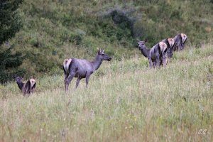 Tian Shan wapiti