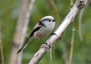 Long-tailed Tit