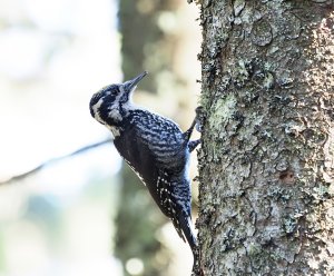 Eurasian Three-toed Woodpecker