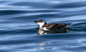 Razorbill