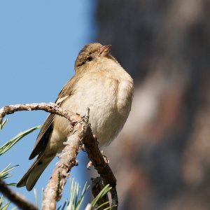 Female chaffinch