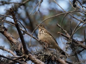 Meadow pipit