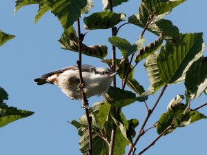 Eurasian nuthatch