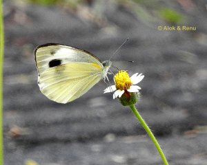 Butterfly-247