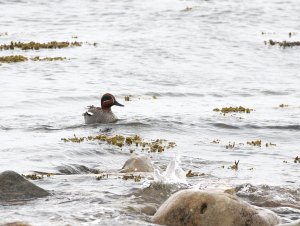 Male Eurasian teal