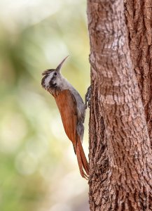 Narrow-billed Woodcreeper