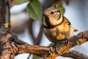 Crested Tit