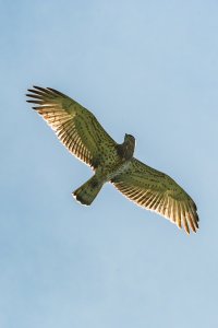 Short-toed snake eagle