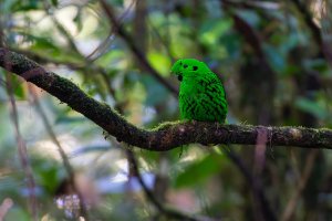 Whitehead's Broadbill