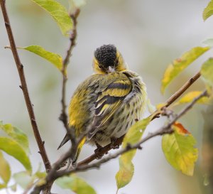 Eurasian Siskin