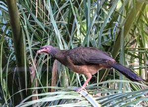 Chaco Chachalaca