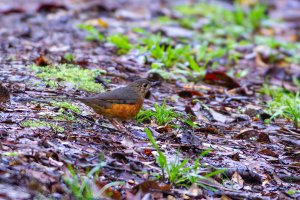 Everett's Thrush