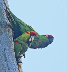 Thick-billed Parrot