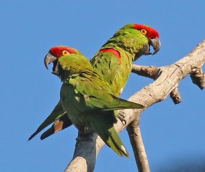 Thick-billed Parrot