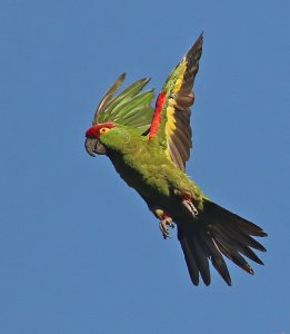 Thick-billed Parrot