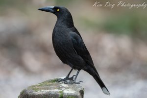 Black Currawong