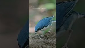 Siberian Blue Robin migrant bird in rain season to South East Asia