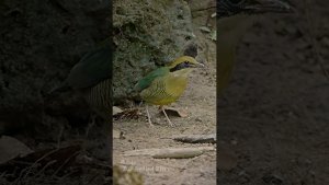 Bar-Bellied Pitta